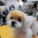 영천애견미용 이미지