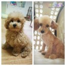 안당농장 | [105일&amp;80일] 푸딩이 첫미용기!!! 어쩌다보니 배냇털을 슝슝 밀게되었네요~