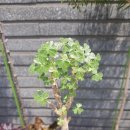 노동초교 | 푸르고 배부른 빙고댁 일상