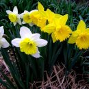 (사)향기 이미지