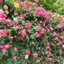 2021 비대면 축제, 장미꽃 필(Feel) 무렵 이미지