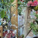 고운어린이집 | [서귀포꽃집] 감각적인 꽃다발이 남다른 "서귀포꽃집 고운플라워"