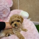 아리스타펫호텔 이미지