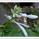 사기막골로 이미지