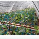 상내농장 이미지