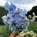 언제나花요일 | [헤어 변형] 꽃알못의 양재꽃시장 방문기(feat. 헤어 변형 생화 추천, 안개꽃 부케 비용, 생화장식 비용)