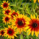 브니엘쉐마유치원 이미지