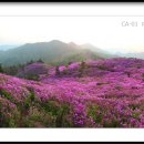 일림산 초암산 제암산 철쭉, 시와 사진 이미지