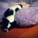 보동이네 이미지