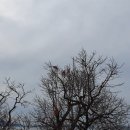 로뎀트리 이미지