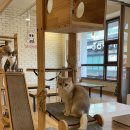 냥이 싸롱 | 대전 고양이카페 은행동 냥이싸롱 집사체험