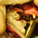 잠실베스트동물메디컬센터 이미지