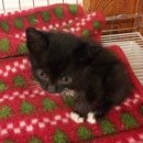 오원석 황금동물병원 이미지