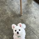 제이 애견 미용 이미지