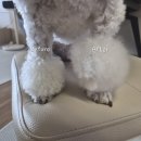 PUPPY Grooming (퍼피 그루밍) | 곱슬털 강아지 루비 빗질 루틴💕 Plush Puppy 슬리커 브러쉬 사용기”