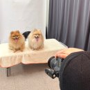 (주)신동 | 신동카페거리 수원 강아지 사진관 딜리트앤리인스톨 강아지증멍사진 후기