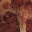 꿈꾸는개 이미지