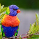 레인보우 앵무 이미지