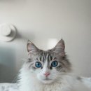 순한고양이 이미지