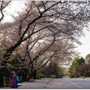 4월 12일 (일) 홍릉수목원 나무꽃 탐방 이미지