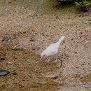 춘천시 약사천수변공원 흰참새 시리즈 5. 옹달샘 물마시는 흰참새.. 2020년 7월 22일 약사천수변공원 이미지