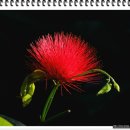 한밭수목원 내 열대식물원의 아름다운 꽃들 이미지