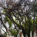 월평다라쿳당 이미지