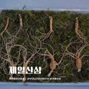 설 명절선물세트 제일산삼 산양산삼 부모님 건강선물 추천