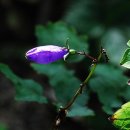 금강초롱 이미지