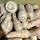 홍당무김밥 | [제품리뷰]제주 흙당근 햇 구좌 당근 달콤하고 아삭한 고씨하루방농장 당근 후기,가격,정보