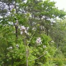 오동목장 이미지