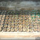 비타민 숲 이미지