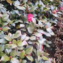 강변이야기펜션 | 깔끔한 조경이 좋은 청도강변돌고래펜션 좋은 시간 보내고 왔어요