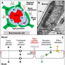 BBB 구조와 대뇌 약물전달... 비강내 투여 2023 네이처 이미지