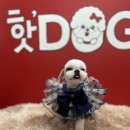 핫DOG 이미지
