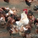 화석 양계장 이미지