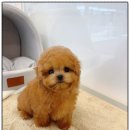 온퍼피 프리미엄 전주강아지분양 본점 이미지