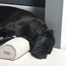 퍼피츄 | [인천 애견카페] 레드퍼피 솔직한 리뷰 : 대형견 놀이터라더니... 20분 만에 퇴장한 사연