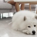 아이러브독강아지 - 천안시 서북구 불당4로 106 | 아이러브독강아지
