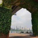 도봉-도봉-서울도봉-2224 | 서울 가볼만한 곳 뚝섬한강공원 능소화 군락지 구경 후기