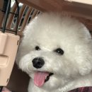 강아지미용실502 이미지