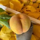 ＜＜꿀당도명품복숭아＞＞탐스럽고 달콤한 양홍장황도 추석선물용으로 적극추천! 이미지