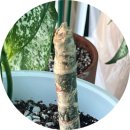 황금죽 | 🌿 [식집사] 픽텀 아글라오네마의 기적! 5개월 만에 빼꼼 고개 내민 자구(새순) 감동 후기