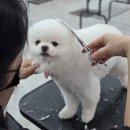 응암애견 이미지