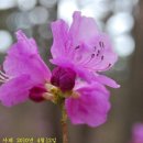 향기 Daum카페