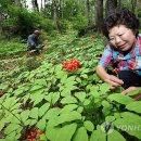 산청산양삼