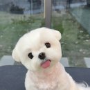 슈앤트리 | (용인 애견미용) 슈앤트리 : 말티즈 스포팅+베이비컷 후기를 포장한 개들래미 자랑♥