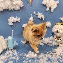 강아지놀이터 이미지