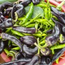 광성 농장 이미지