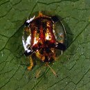 6.15 곤충강 _ 딱정벌레목8 (영어이름 Beetles, Weevils) 이미지